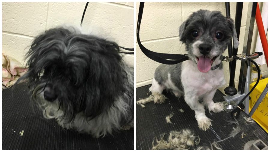 Man Who Gives Shelter Dogs Free Haircuts (14)