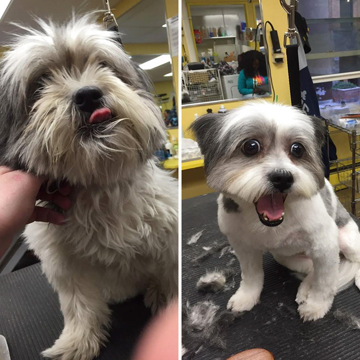 Man Who Gives Shelter Dogs Free Haircuts (6)