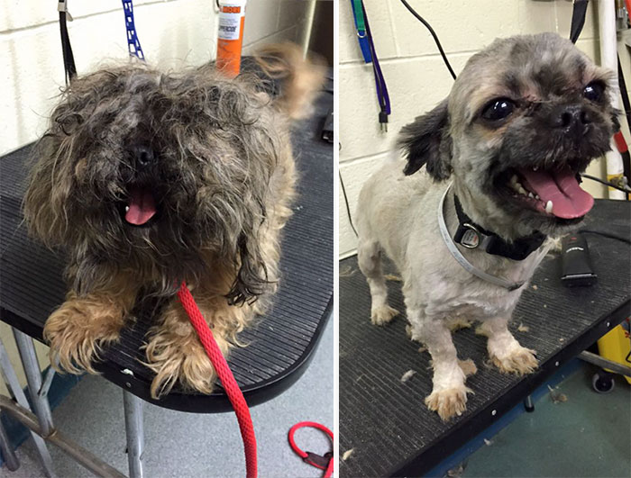 Man Who Gives Shelter Dogs Free Haircuts (7)