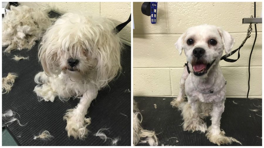 Man Who Gives Shelter Dogs Free Haircuts (9)