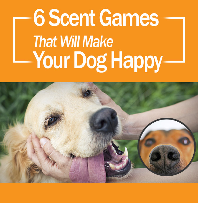 6-dog-games